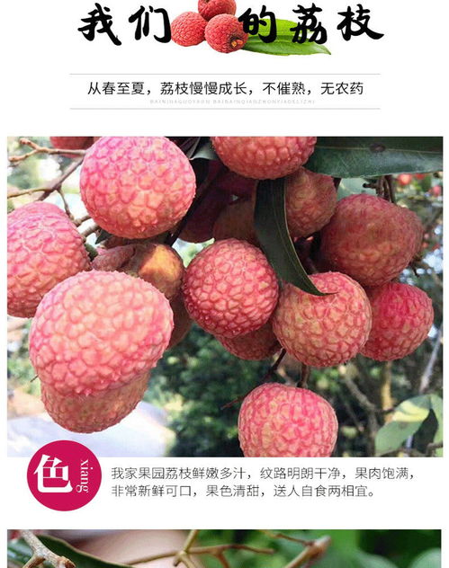 荔枝新鮮上市 應季孕媽首選，果園直供非妃子笑，廣東現摘批發包郵攻略